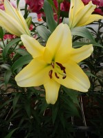 [5191 Outback VWS No01.JPG]